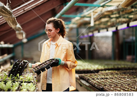 Young woman in workwear of gardener holding sets of small pots with sprouts Young woman in workwear of gardener holding sets of small pots with sprouts 86808583