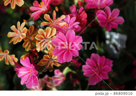 Closeup view of the delicate petals on a lewisia plant 86809010