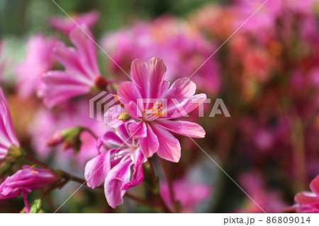 Closeup view of the delicate petals on a lewisia plant 86809014