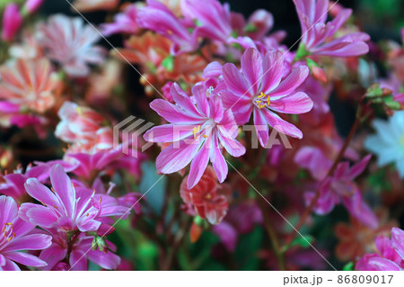 Closeup view of the delicate petals on a lewisia plant 86809017