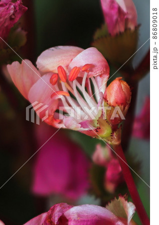 Macro view of the delicate petals on a lewisia plant 86809018