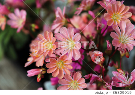 Closeup view of the delicate petals on a lewisia plant 86809019
