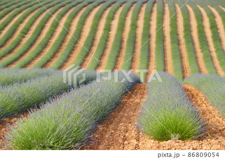 Huge Field of rows of lavender in France, Valensole, Cote Dazur-Alps-Provence, purple flowers, green stems, combed beds with perfume base, panorama, perspective, trees and mountains are on background Huge Field of rows of lavender in France, Valensole, Cote Dazur-Alps-Provence, purple flowers, green stems, combed beds with perfume base, panorama, perspective, trees and mountains are on background 86809054