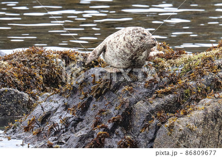 Common seal basking on rocks during the summer 86809677