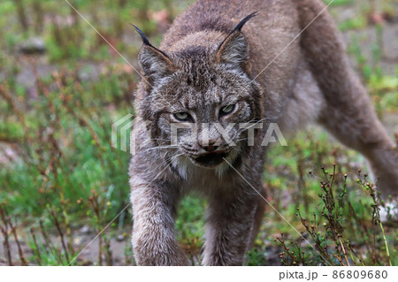 A lynx stauks in the summer grass A lynx stauks in the summer grass 86809680