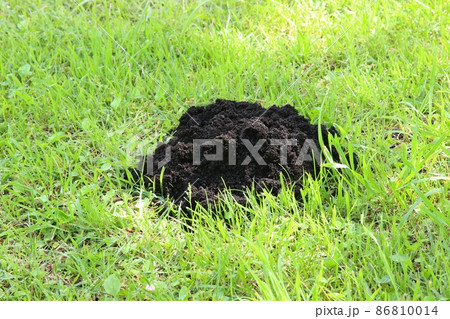 モグラの穴 芝生の写真素材
