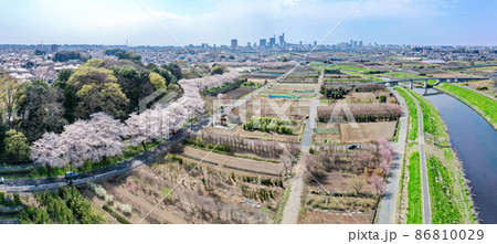 空撮「埼玉県」春・見沼田んぼの桜回廊 空撮「埼玉県」春・見沼田んぼの桜回廊 86810029