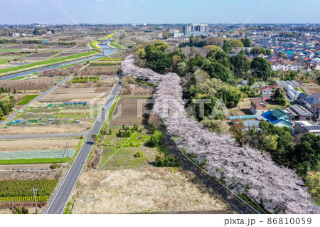 空撮「埼玉県」春・見沼田んぼの桜回廊 空撮「埼玉県」春・見沼田んぼの桜回廊 86810059