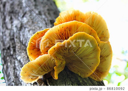 Closeup of oyster mushrooms growing on tree Closeup of oyster mushrooms growing on tree 86810092