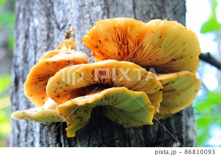 Closeup of golden oyster mushrooms growing on tree 86810093
