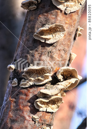 Bracket mushrooms growing on a dead trunk 86810095