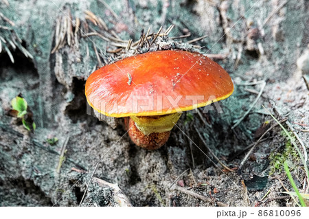 A Larch Bolete mushroom growing out of a sandy bank A Larch Bolete mushroom growing out of a sandy bank 86810096