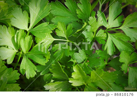 Mcaro background of fresh green parsley leaves 86810176