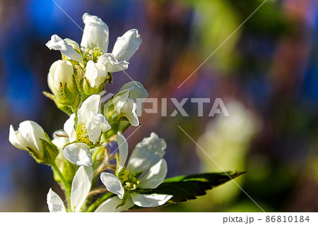 A marco view of saskatoon berry blossoms 86810184