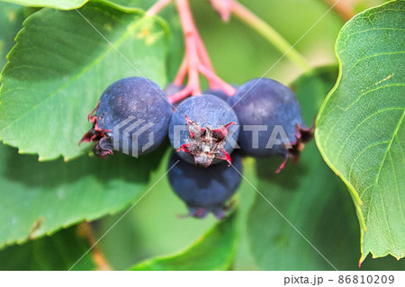 A closeup view of ripe saskatoon berries A closeup view of ripe saskatoon berries 86810209
