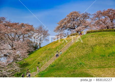 埼玉県　行田市　桜が満開の埼玉古墳群 86810227
