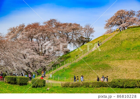 埼玉県 行田市 桜が満開の埼玉古墳群 埼玉県 行田市 桜が満開の埼玉古墳群 86810228