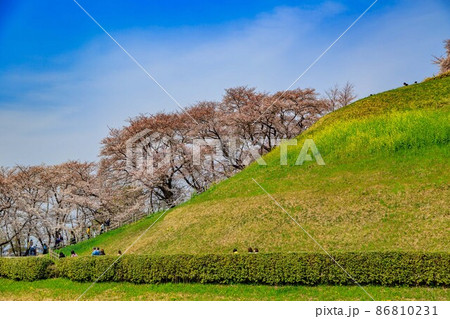 埼玉県 行田市 桜が満開の埼玉古墳群 埼玉県 行田市 桜が満開の埼玉古墳群 86810231