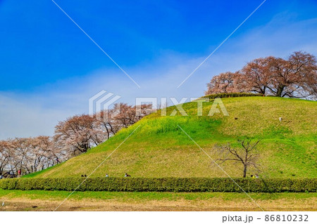 埼玉県　行田市　桜が満開の埼玉古墳群 86810232