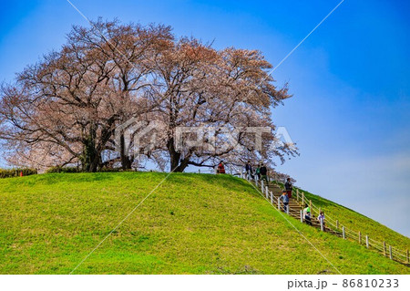 埼玉県 行田市 桜が満開の埼玉古墳群 埼玉県 行田市 桜が満開の埼玉古墳群 86810233