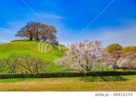 埼玉県 行田市 桜が満開の埼玉古墳群 埼玉県 行田市 桜が満開の埼玉古墳群 86810234