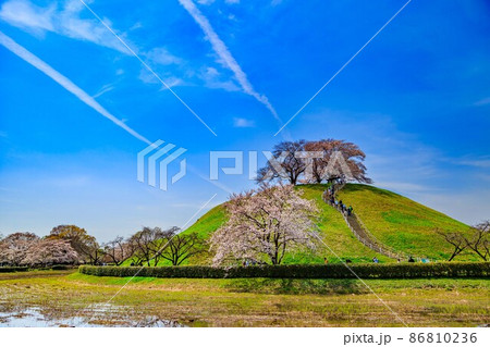 埼玉県　行田市　桜が満開の埼玉古墳群 86810236