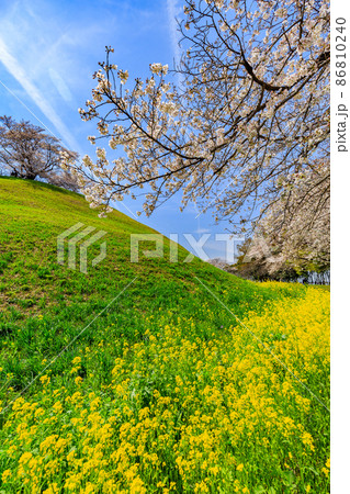 埼玉県 行田市 桜が満開の埼玉古墳群 埼玉県 行田市 桜が満開の埼玉古墳群 86810240