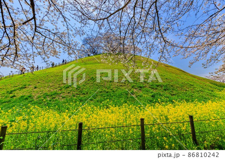 埼玉県 行田市 桜が満開の埼玉古墳群 埼玉県 行田市 桜が満開の埼玉古墳群 86810242