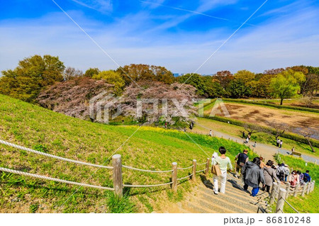 埼玉県 行田市 桜が満開の埼玉古墳群 埼玉県 行田市 桜が満開の埼玉古墳群 86810248