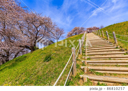 埼玉県 行田市 桜が満開の埼玉古墳群 埼玉県 行田市 桜が満開の埼玉古墳群 86810257