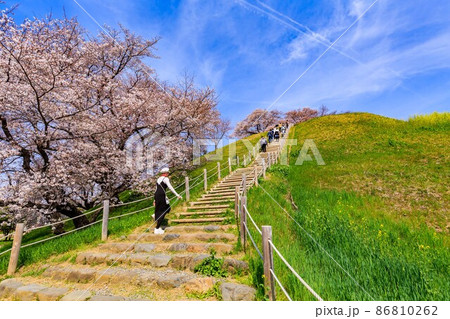 埼玉県　行田市　桜が満開の埼玉古墳群 86810262