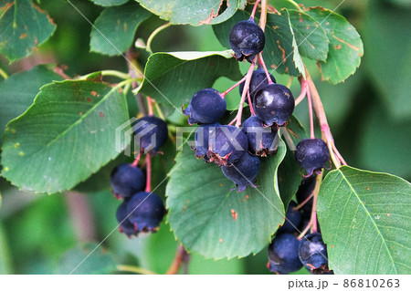 Clusters of ripe saskatoon serviceberries hanging in summer 86810263