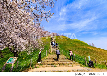 埼玉県　行田市　桜が満開の埼玉古墳群 86810264