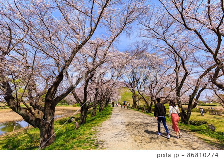 埼玉県 行田市 桜が満開の埼玉古墳群 埼玉県 行田市 桜が満開の埼玉古墳群 86810274
