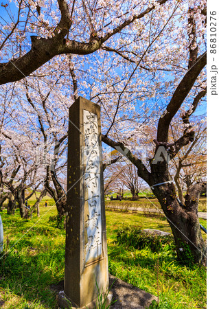 埼玉県 行田市 桜が満開の埼玉古墳群 埼玉県 行田市 桜が満開の埼玉古墳群 86810276