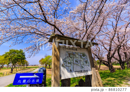 埼玉県　行田市　桜が満開の埼玉古墳群 86810277