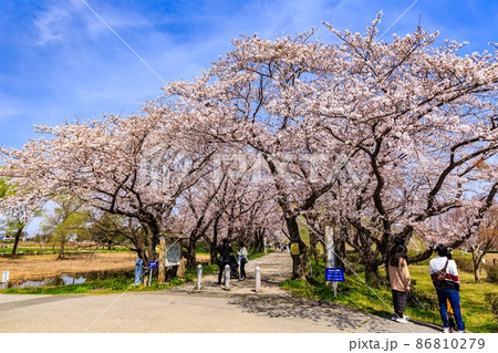 埼玉県　行田市　桜が満開の埼玉古墳群　 86810279