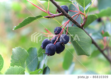 Closeup of ripe and overripe saskatoons hanging in a tree Closeup of ripe and overripe saskatoons hanging in a tree 86810309