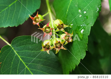 A cluster of green saskatoons after fruit has set A cluster of green saskatoons after fruit has set 86810310
