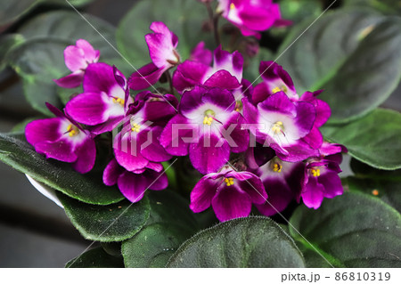 Purple and white african violet flowers between hairy leaves Purple and white african violet flowers between hairy leaves 86810319