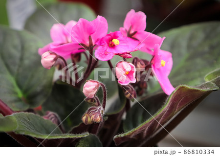 Closeup of pink african violet petals opening up Closeup of pink african violet petals opening up 86810334