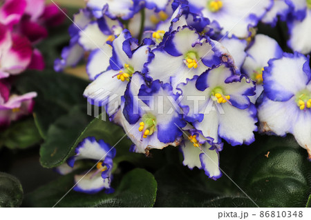 Closeup of blue and white african violet blossoms 86810348