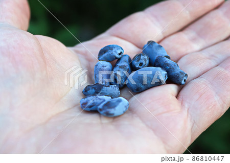 Closeup of an open palm with delicate oblong berries Closeup of an open palm with delicate oblong berries 86810447