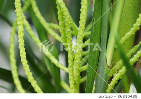 Macro of the flower stems on a bamboo palm 86810489