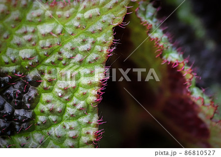 Closeup of the red hairy edges on a painted leaf begonia 86810527