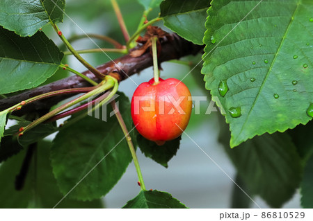 A single sweet cherry ripening on a tree 86810529