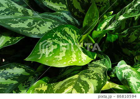 A background of Chinese Evergreen plant leaves 86810594