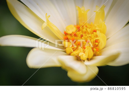 Macro view of a yellow African Daisy 86810595