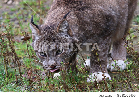 Front view of a lynx eating in the grass 86810596