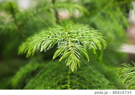 Macro view of delicate branches on a norfolk pine Macro view of delicate branches on a norfolk pine 86810734